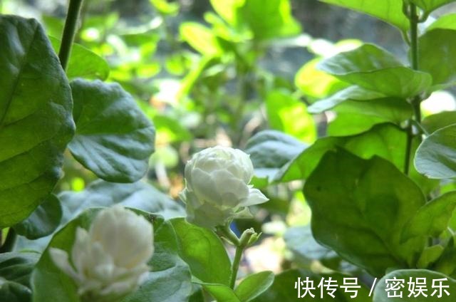 茶叶|给茉莉花喝点以下饮料，叶片绿油油，花骨朵一直长