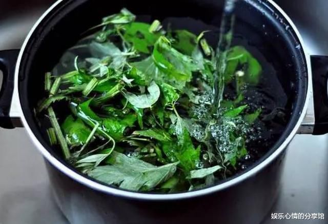 艾叶煮水后用来洗头，有什么用？坚持一个月左右，好处就来了