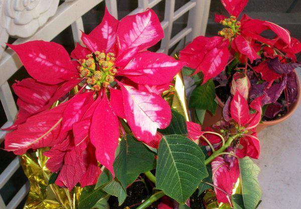 发酵|养花,淘米水浇花最好是把它发酵之后再使用