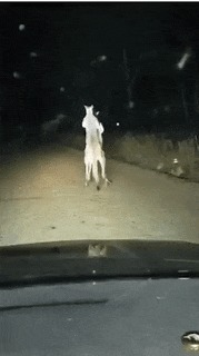 |搞笑GIF:姑娘真的好漂亮,找个这样的女朋友还不错吧!