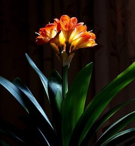 自来水|君子兰不开花还总是烂根教你一招,君子兰从此长不停