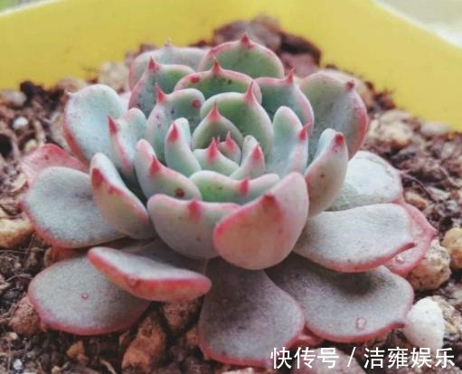 花盆|多肉变老桩,选盆不能凑合,用大盆效果差,教你不用颗粒土养好