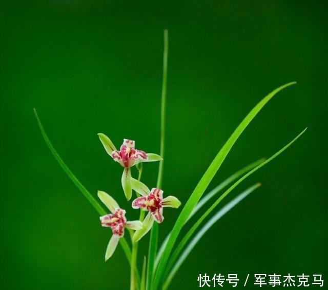 诗词|蕙兰秋意晚——诗词美图集