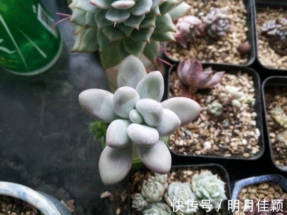 多肉丢水里好度夏,叶子疯狂吸水,几天就变胖了