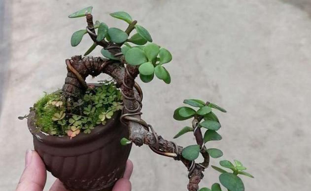 施肥|想养盆景就选“它”,一根“小枝条”,变成大“盆景”,只需一年