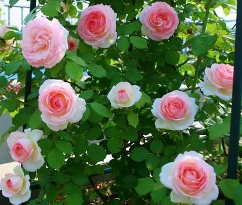 做法|去闺蜜家发现，院子里没有一处空地，遍地是花卉，做法好高级