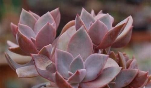 维护保养|3种“喜爱值”居高不下的多肉,色彩鲜艳美丽,高颜值,十分耀眼