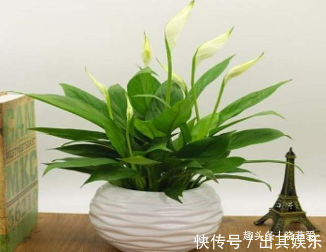 8种“喜水花”,不怕浇死了,越浇水长得越旺,手不勤养不活