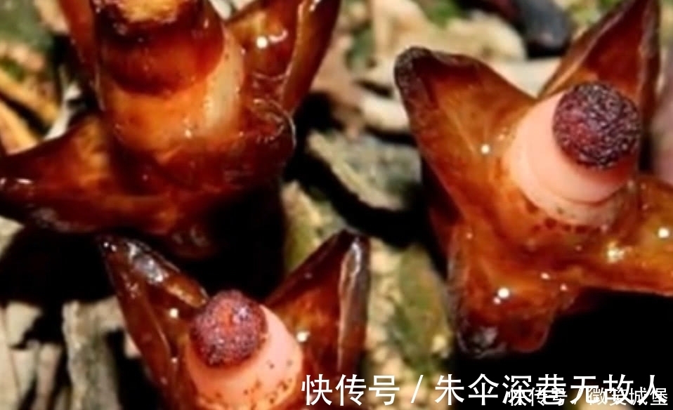 野生植物|山坡上的这种野草,选定一棵树就会呆一辈子,江湖人称“奴草”