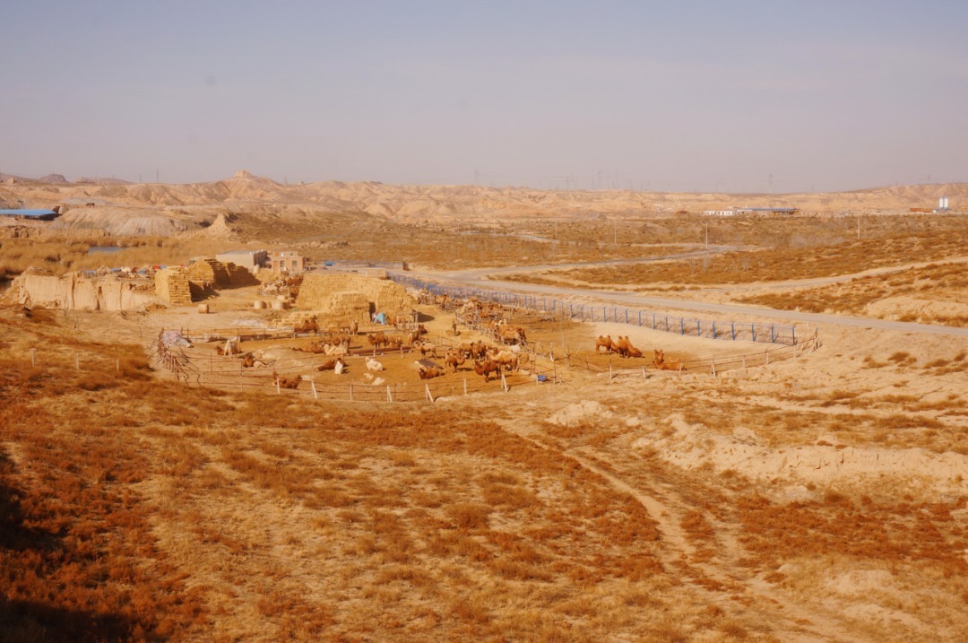 脚踏|一路银川,水洞沟遗址脚踏黄土来,机关四起藏兵洞