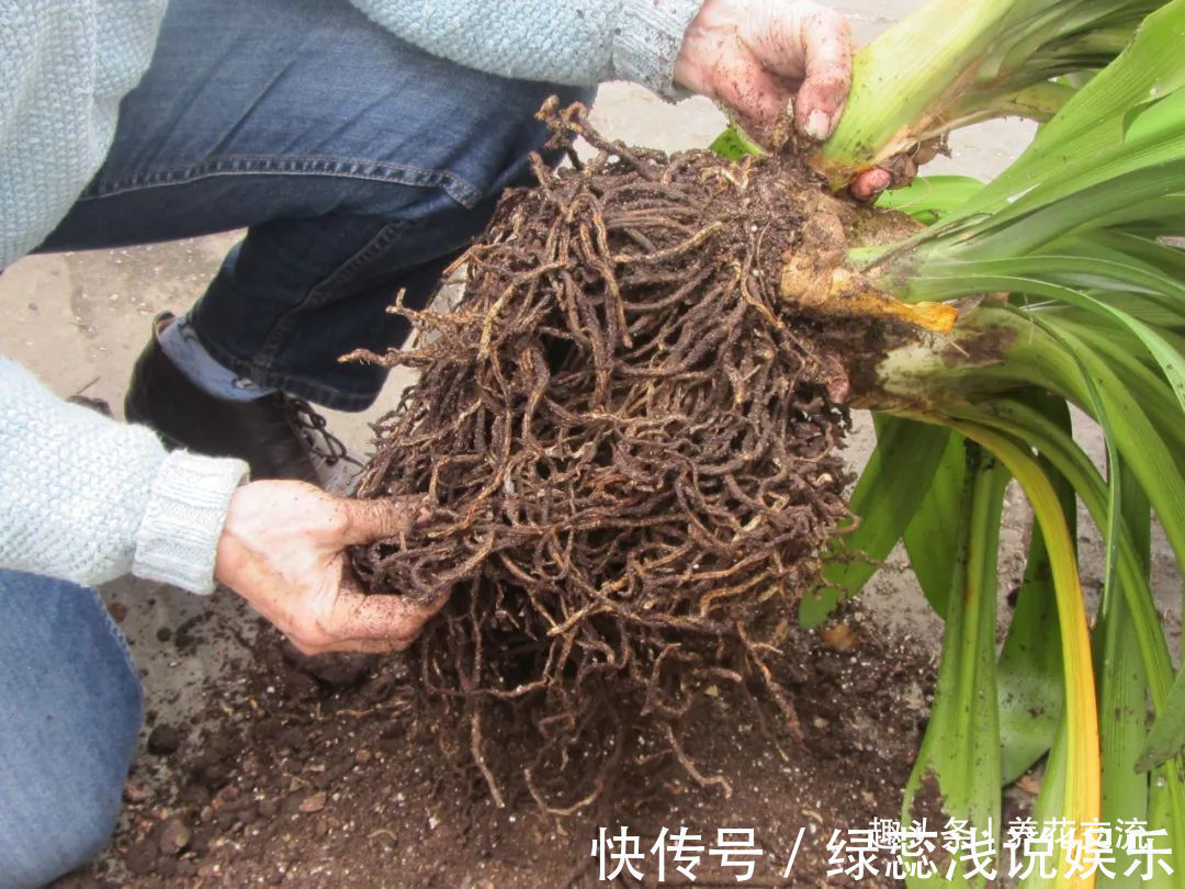 为啥很多朋友在家里养不好君子兰,有可能一开始就买错了