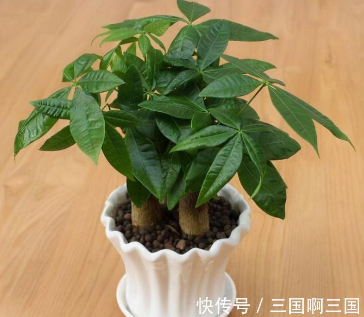 农历10月2日霜降后,养什么花?以下3种花,端庄喜庆红红火火