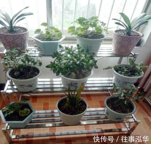 去邻居家串门, 一去阳台我就傻了, 这些“花架”太上档次了