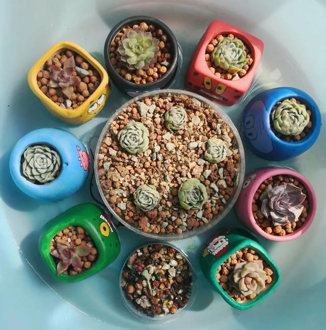 家里养盆虎皮兰,小花盆、挤着养,疯狂开花爆小崽!