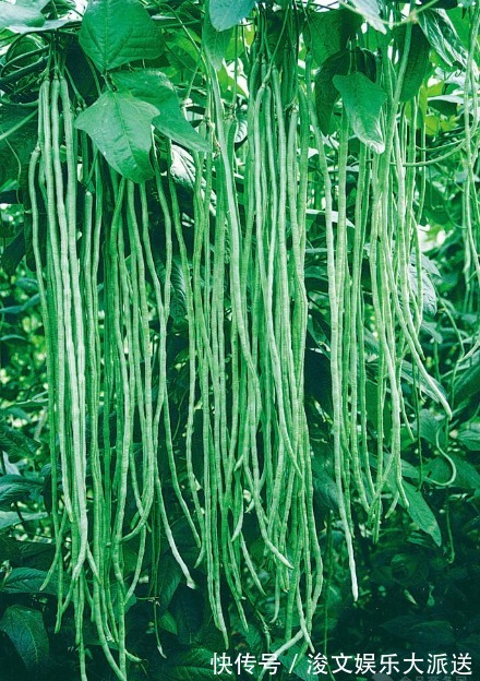 冰箱|夏天，遇到这碱性蔬菜别手软，一次性囤20斤，放冰箱冷冻真省事！