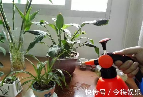 花儿|“养花杀手”通常都有的几个臭毛病,难怪养啥死啥,新手要留心了