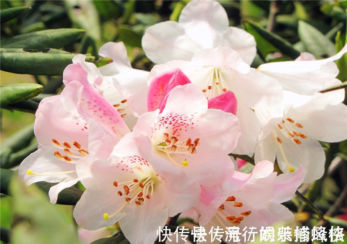 并蒂花|养花试试这几款,花朵绽放就像一个大包子一样很饱满