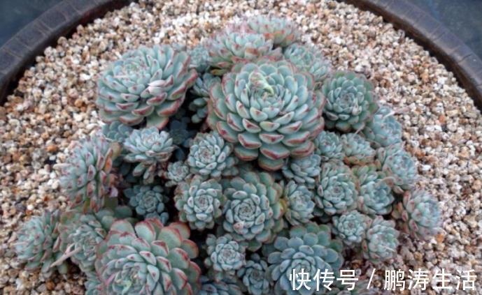老桩|纯颗粒土养多肉,使用分2种情况,新手要慎重