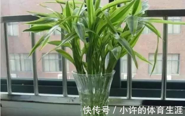 水培瓶|水培瓶里放点它,花卉植物不烂根不黄叶,半个月就能生根长爆盆