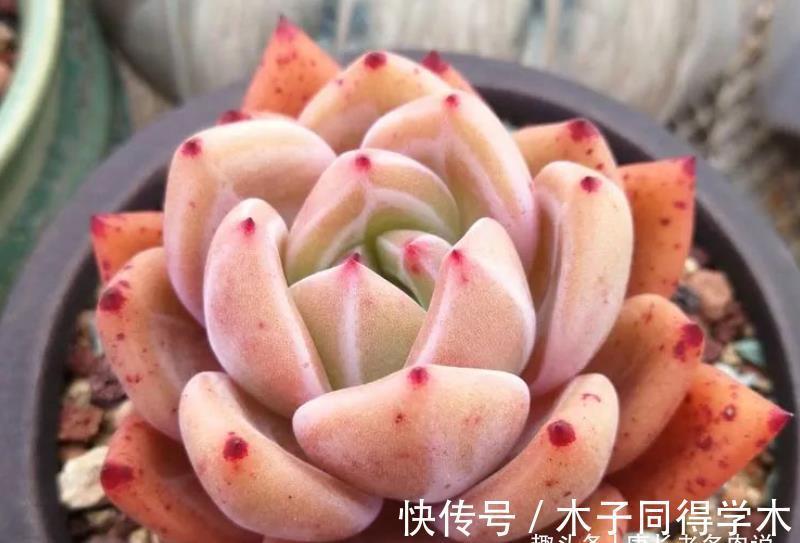 秋天|室内养的多肉立秋后改为露养,注意此5点,以免挂在秋天的门槛上