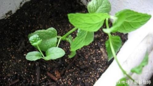 盆栽薄荷怎么养注意这“3点”,叶子绿油油,新叶蹭蹭长