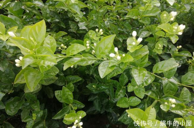 茉莉开花多不多,主要在三个细节工作,做得不到位补救还来得及