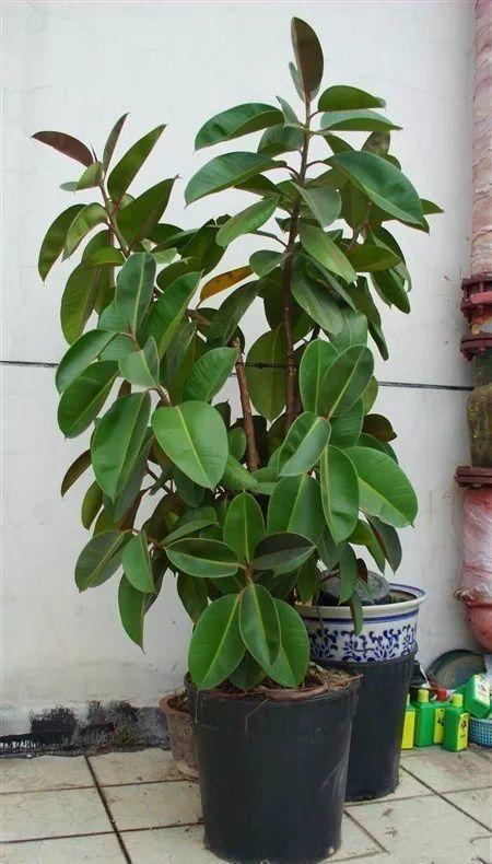 绣球花|家里有2种花,趁着现在“摘心”,花苞呼呼窜,个个开爆盆