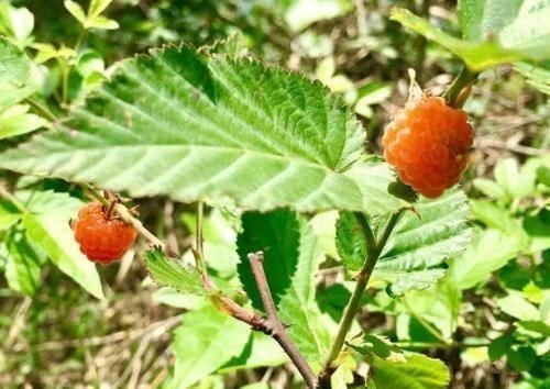 血管|血管的天然“清洁工”，每天吃一点，净化血液，血栓不敢“造次”