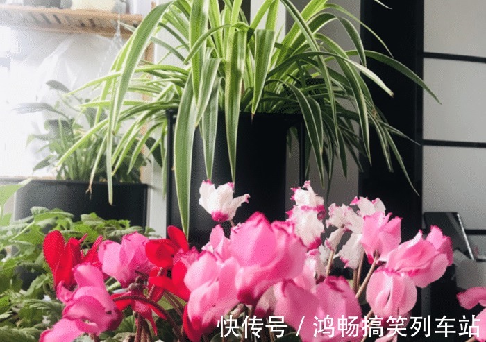 浇水|家里有此7种花,少浇水不能晒,天热要休眠早看早知道