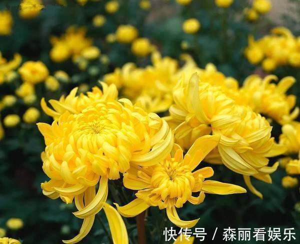 阴历|阴历哪几月出生的女人,长得漂亮,知书达理,娶到就是福气