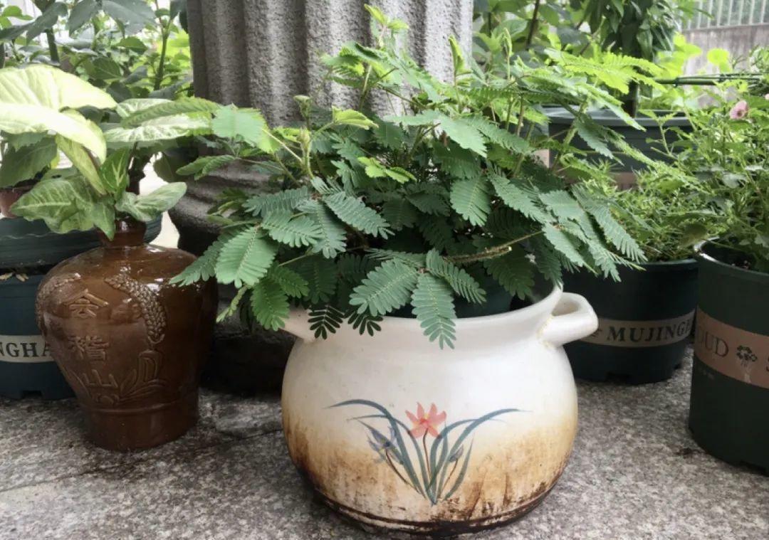 10个偏方,能省不少钱,把花养的又肥又壮