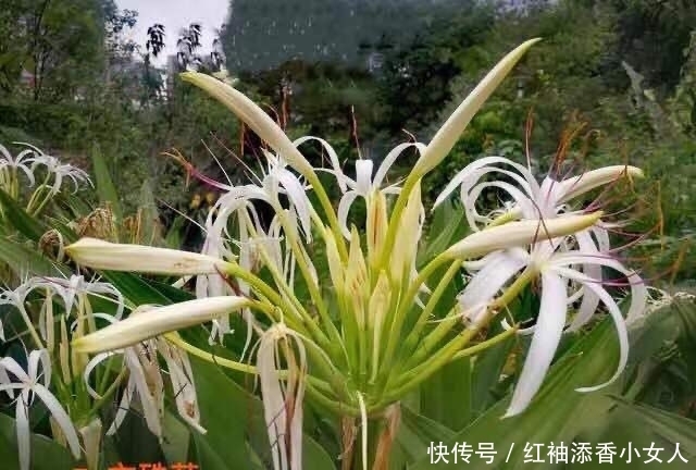 供奉佛菩萨:应该必须知道的“十二种圣花”