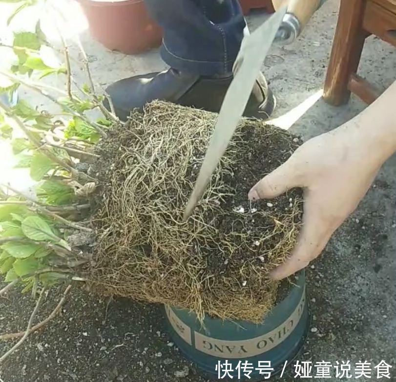 绣球|9种花是富贵命,必须大盆养,小盆养会憋死