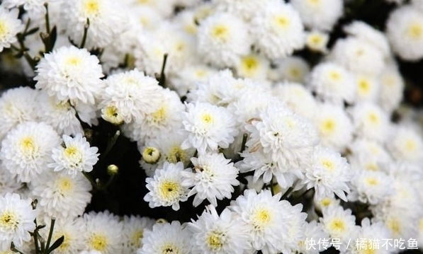 农村这种小白花却能入药，有抗菌消炎、清热解毒、清肝明目的功效