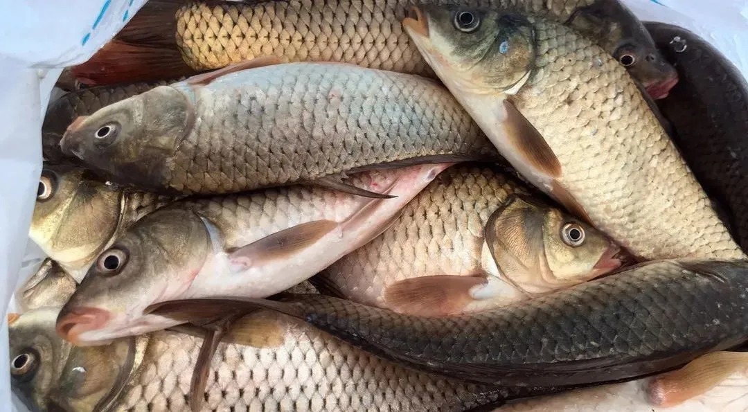 冬天来了,掌握这几点,钓鱼不再难