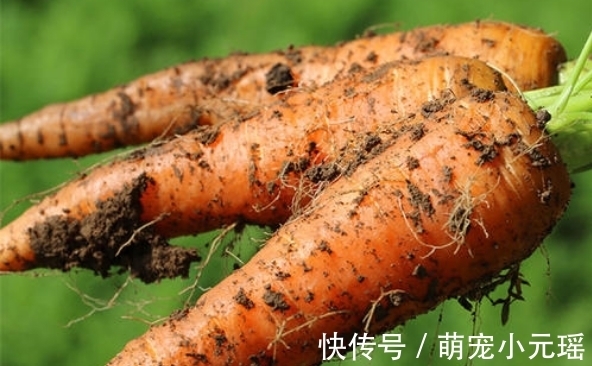 糠芯|超市的胡萝卜为什么干净还光滑？菜贩子透漏真相，早知道早受益