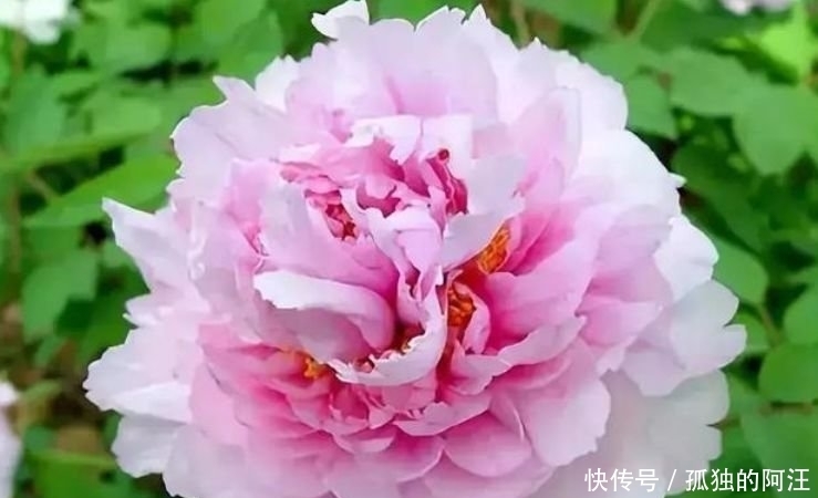 此款花卉便宜又好养,丢到阳台,四季有花开,一养就上瘾!