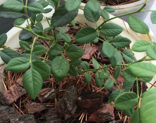 还用“松针”养花快停下,“姿势”不正确、养一盆死一盆!