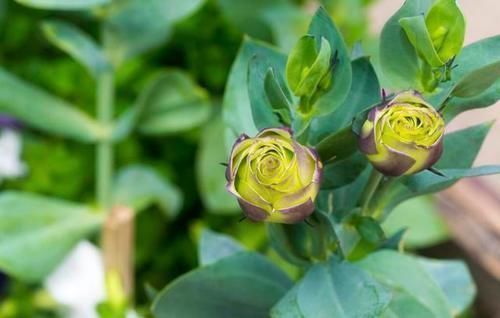 龙胆草|一味中药以龙为名，李时珍说“益肝胆之气”，神农说“久服益智”