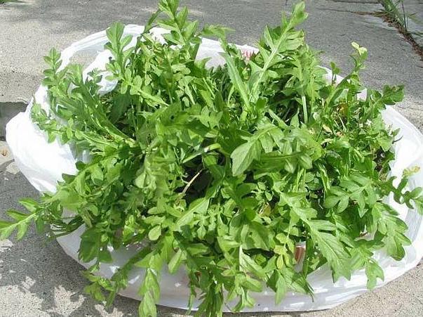 我是大医生|农村3种野菜，酒精肝、痛风、高血压的人要多吃！