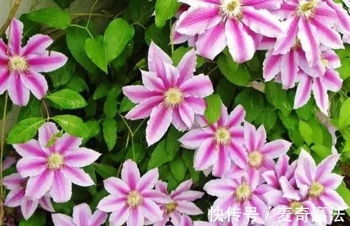 4个养花坏习惯,及时改掉,不然什么花都难养好,你中了几条?