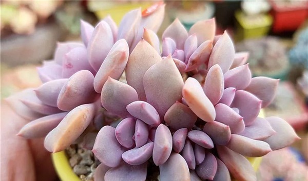 神秘高贵的紫色多肉植物，每一种都美极了，你认识多少种