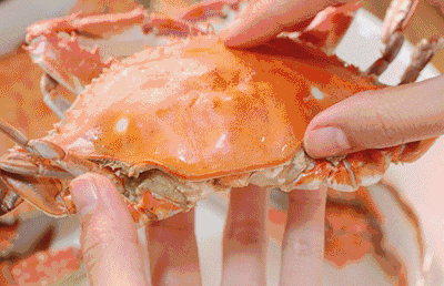 梭子蟹|此时的莱州，真鱻！