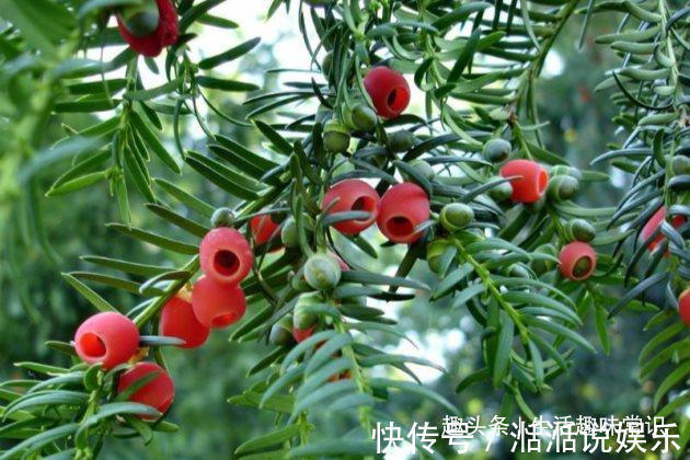 浇水|红豆杉这么养才能长得快,红红的果实挂满枝头!