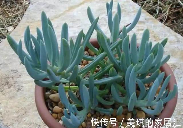 浇水|想要养好花先要养好根,根养好了,花儿才能长得旺,开花多