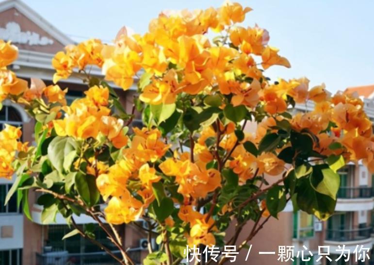 立冬前养三角梅,趁早做好4件事,安全过冬,来年开花更旺盛