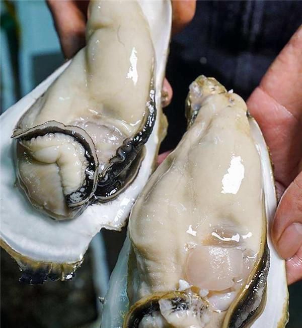 生蚝和海蛎长得很像,到底有什么区别海鲜达人一句话说出答案