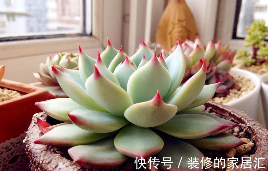 花友们|草木灰养多肉，取材简单好制作，效果好得出奇