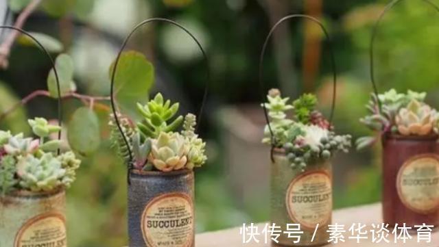 花友们|养多肉,花友们“别踩”这3误区,不然养一盆坏一盆