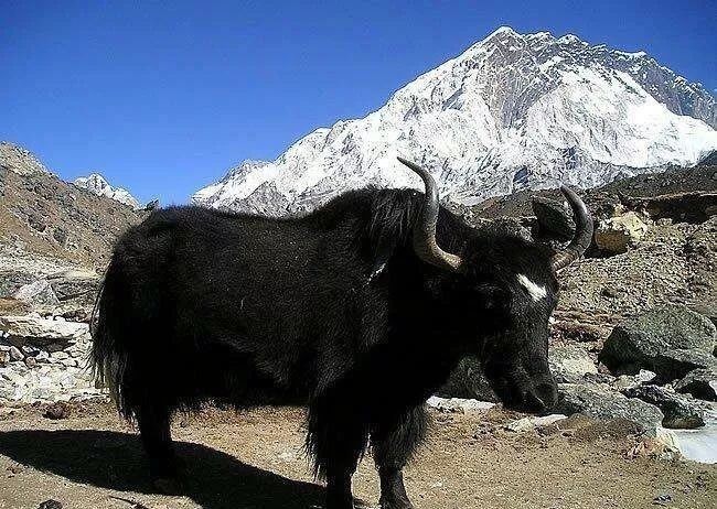 军队|西北胡尘:让北宋头疼150年的西夏王国军队